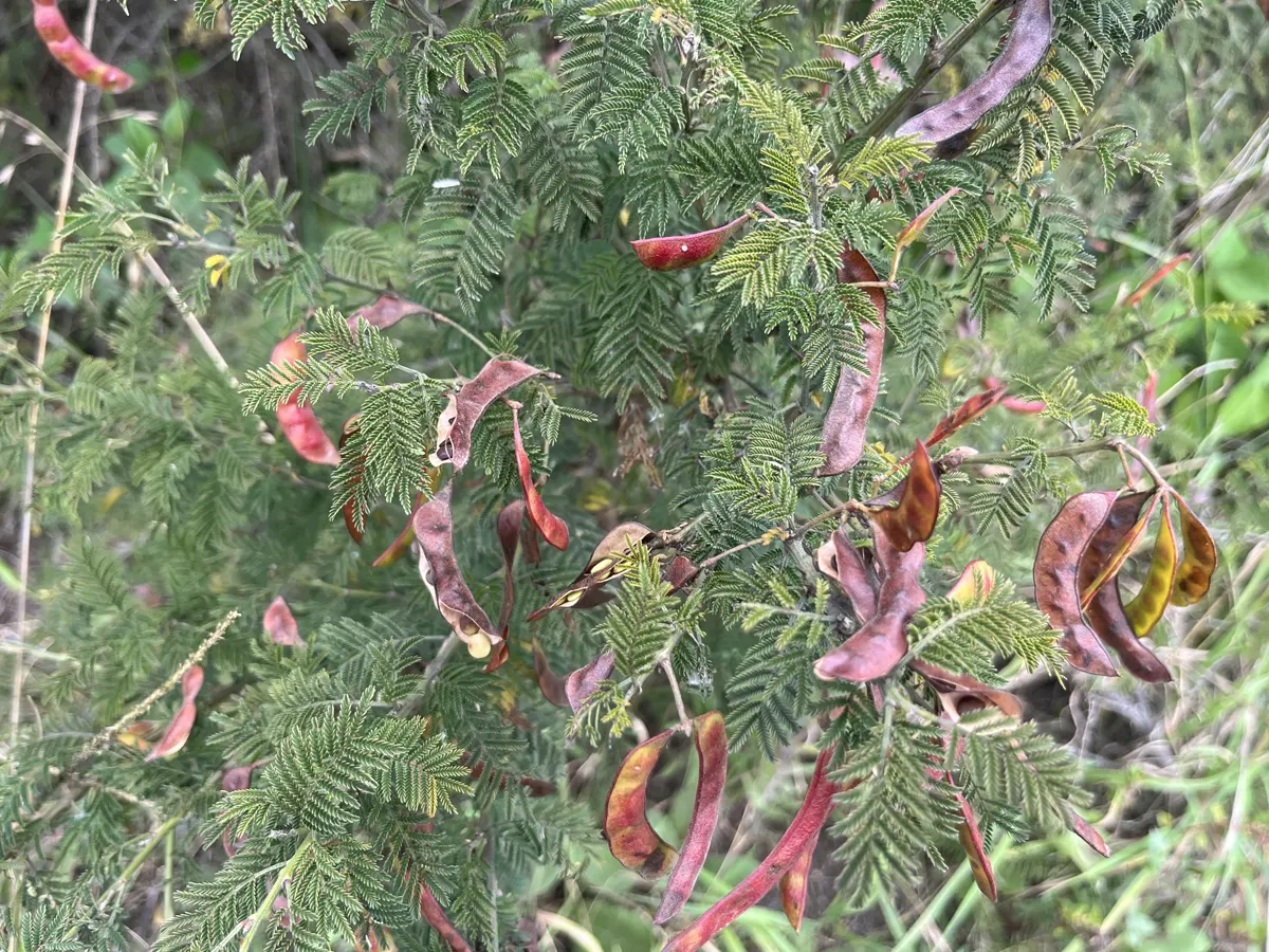 Native nitrogen fixing plant with red seed pods growing naturally near the Equator in Quito, Ecuador